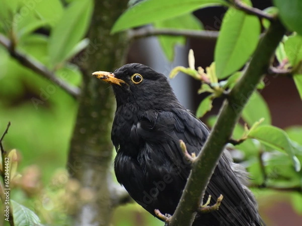 Obraz Blackbird in a tree 