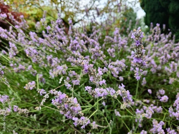 Obraz Lavenders 