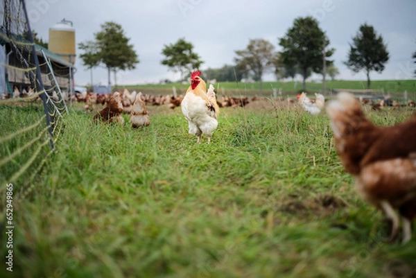 Obraz a white rooster in a free range chicken enclosure