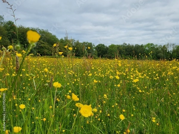 Obraz Buttercups in the fields 