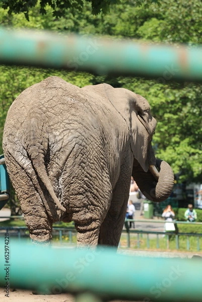 Obraz elephant in zoo