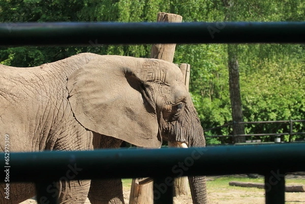 Obraz elephant in zoo