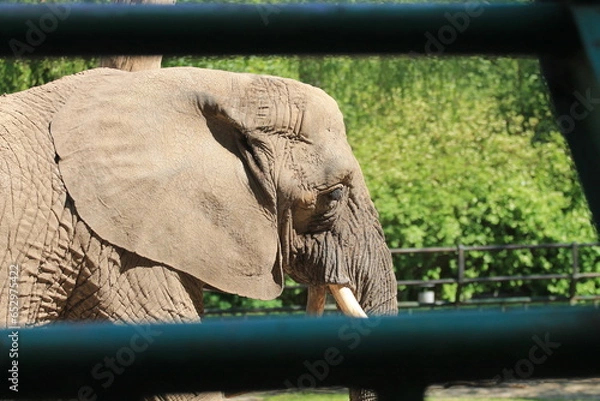 Obraz elephant in zoo
