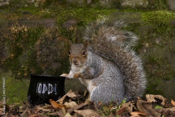 Fototapeta squirrel with cauldron