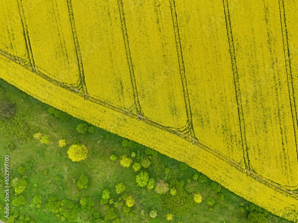 Obraz Rapeseed field