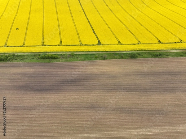 Obraz Rapeseed field