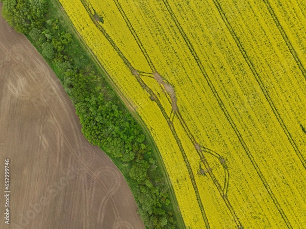 Obraz Rapeseed field