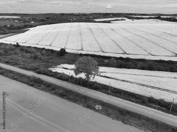 Obraz Rapeseed field
