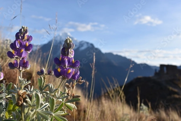 Fototapeta Andean chocho on top of a mountain in front of the snow-capped Veronica and the inti punku viewpoint