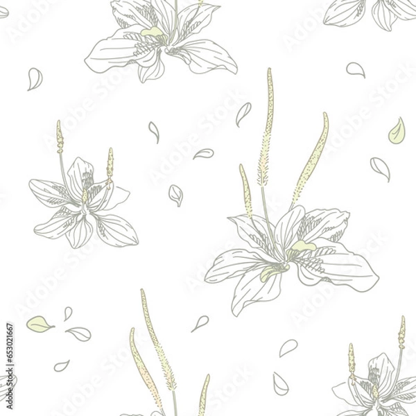 Obraz Plantago with flowers and leaves on a white background. Broadleaf plantain, medicinal plant. Wild herbs for wallpaper, textile, wrapping paper. Sketch style. Hand drawn vector seamless pattern