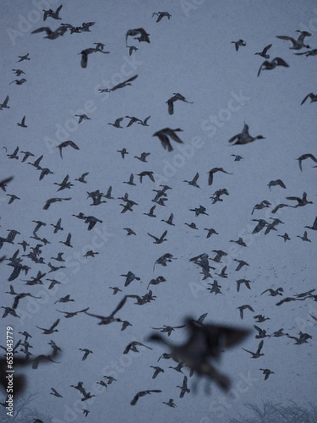 Obraz 鳥の群