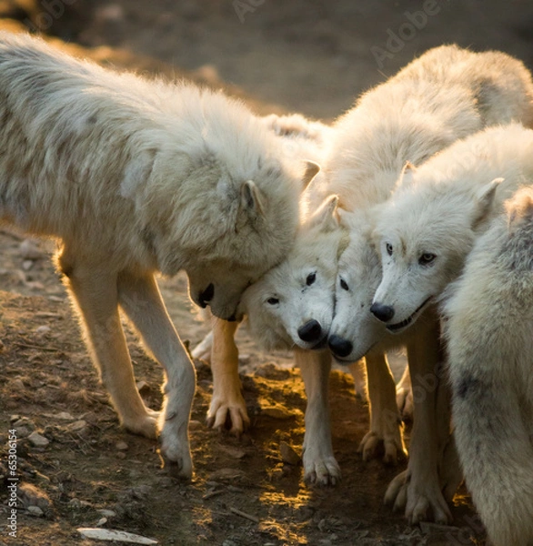Obraz Pack of white arctic wolves playing together
