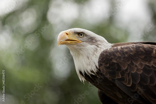 Obraz Bald eagle portrait