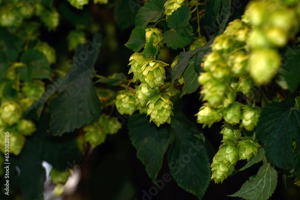 Fototapeta hops flowers