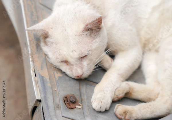 Fototapeta A cat with symptoms of infection by the Sarcoptes scabiei mite, also known as sarcoptic mange or scabies, on its face and ear. 