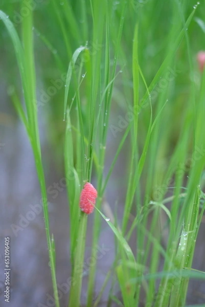 Obraz red poppy flower