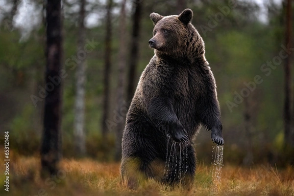 Obraz Brown bear standing in the bog with forest background