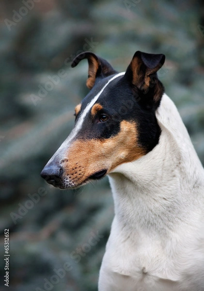 Obraz Beautiful smooth collie dog..