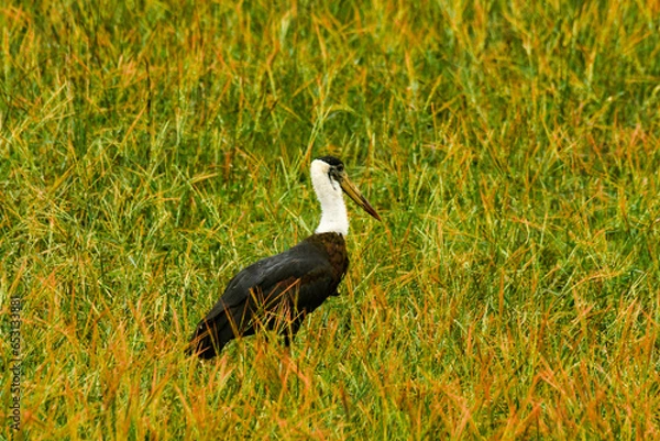 Obraz The Asian woolly-necked stork or Asian woollyneck (Ciconia episcopus) is a species of large wading bird in the stork family Ciconiidae. Shot on 28.09.2023, india