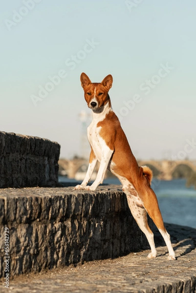 Fototapeta Basenji dog in the park on a sunny summer day