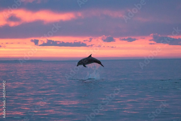 Obraz beautiful dolphin breaching at sunset