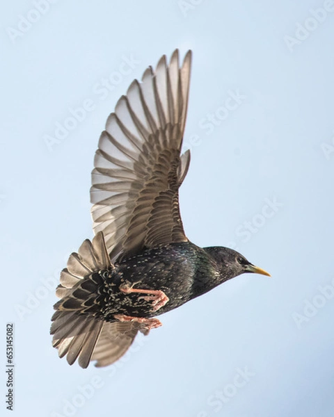 Obraz common starling in flight