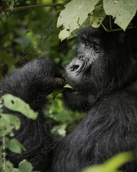 Obraz gorilla, uganda