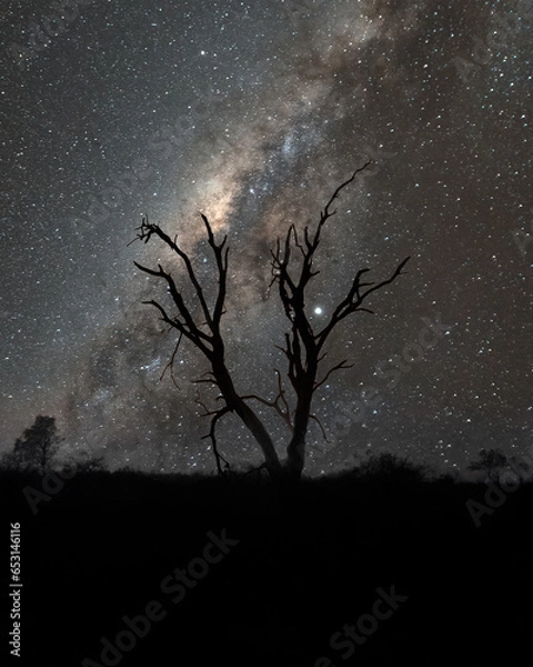 Obraz tree in the night