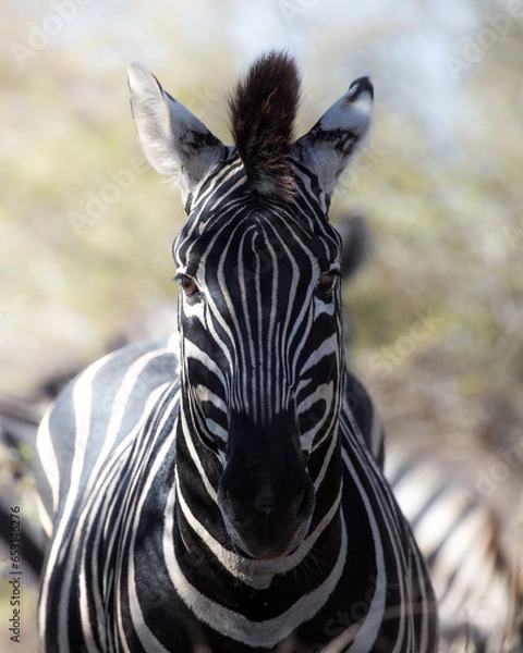 Obraz Zebra looking straight at camera