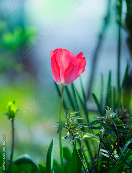 Fototapeta 花、春、植物、赤い花、かわいい