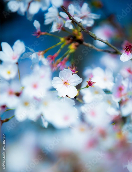 Fototapeta 花、春、植物、桜、さくら
