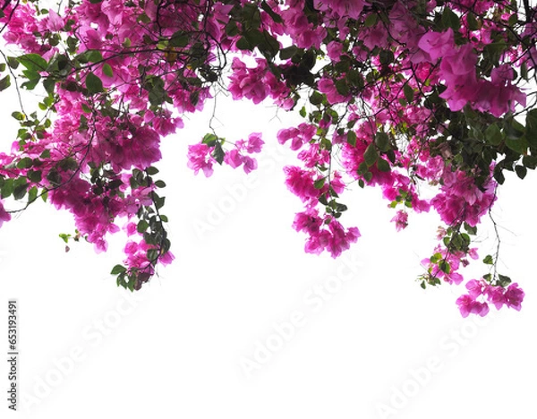 Obraz Pink Bougainvillea flower
