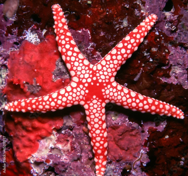 Obraz Beautiful red and White Starfish