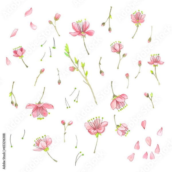 Obraz Watercolor spring, young blossoming cherry branches on a white background.