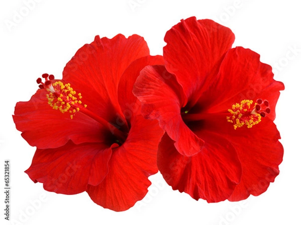 Obraz Czerwony hibiskus