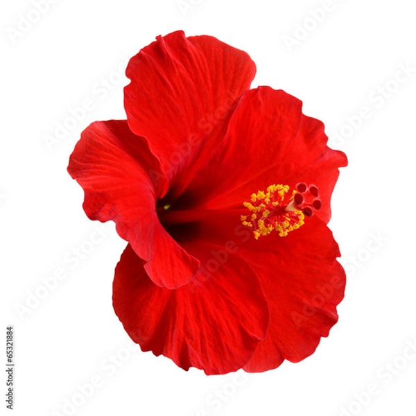 Obraz Red Hibiscus