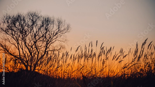Fototapeta Long grass and tree in the contour light of a bright scarlet sunset. Clear contours of grass.