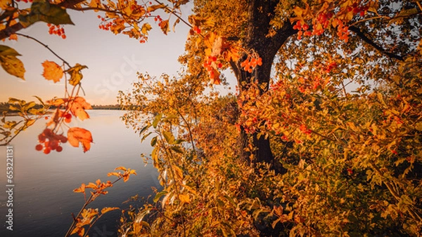 Fototapeta View of the river from under the red-orange foliage of the autumn forest. Landscape of the Pripyat River, which flows into the Dnieper in Ukraine.