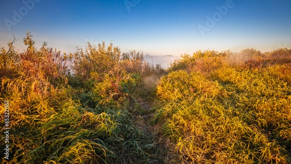 Fototapeta Autumn withered grass and Fog on a winding river, foggy morning and bright sunny color. on the Belarusian river Pripyat.