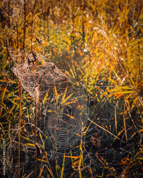 Fototapeta view of a beautiful cobweb against the background of autumn withered grass on the Pripyat River in Belarus.
