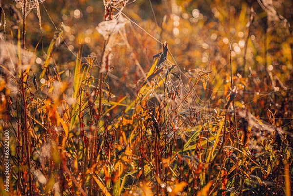 Fototapeta view of a beautiful cobweb against the background of autumn withered grass on the Pripyat River in Belarus.