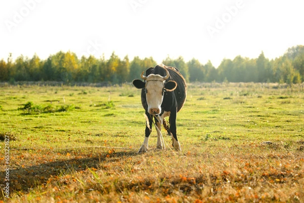 Fototapeta Cows herd on a grass field at sunset. A cow is looking at the camera.