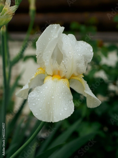 Fototapeta Close-up of a flower of bearded iris (Iris germanica) with rain drops on blurred green natural background.