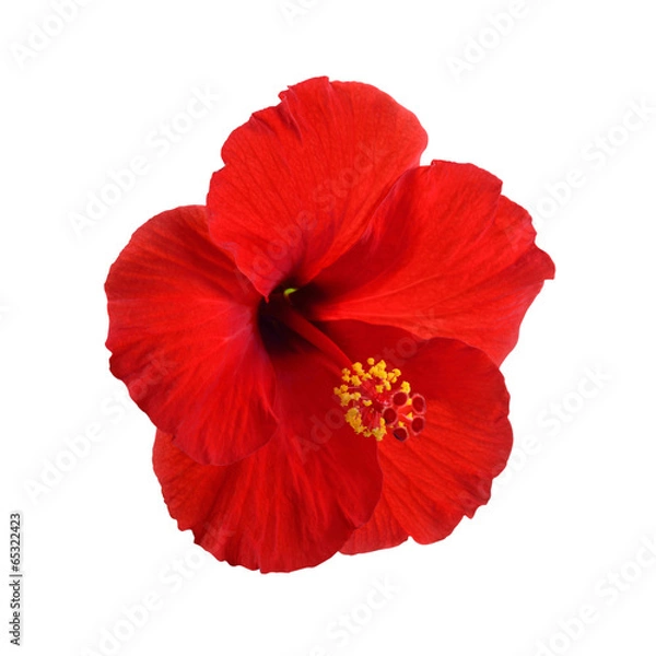 Obraz Red Hibiscus