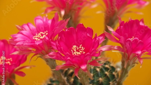 Obraz Close-up full bloom vivid pink color flower of Echinopsis cactus, other names include Hedgehog, Sea-urchin or Easter Lily cactus. on bright yellow background.