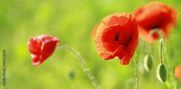 Obraz Close up of poppies
