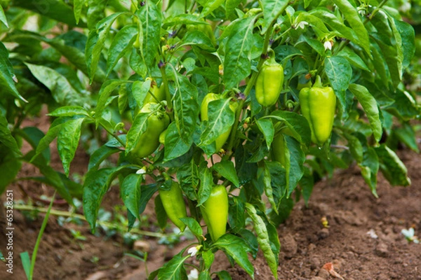 Fototapeta Pepper plant