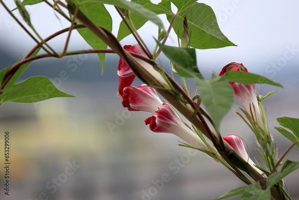 Fototapeta アサガオの花、昼になりしぼんでいます