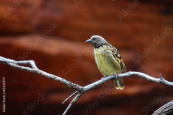 Obraz exotischer Vogel