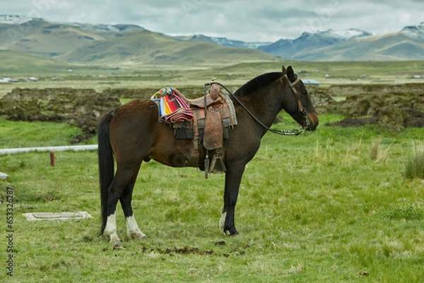 Fototapeta Caballo